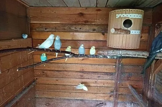 Papugi faliste i nimfy, Śląskie, Gorzyczki