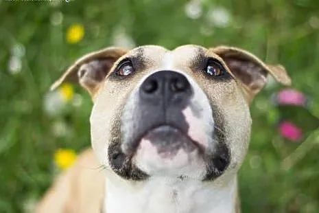 Liza czeka na adopcję,  mazowieckie Warszawa