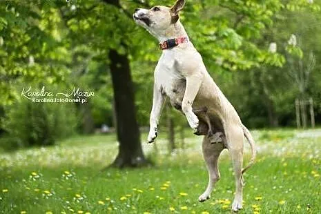 Liza czeka na adopcję,  mazowieckie Warszawa