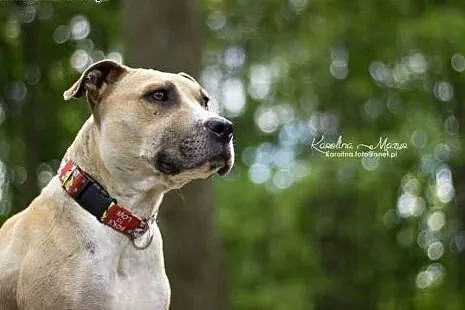 Liza czeka na adopcję,  mazowieckie Warszawa