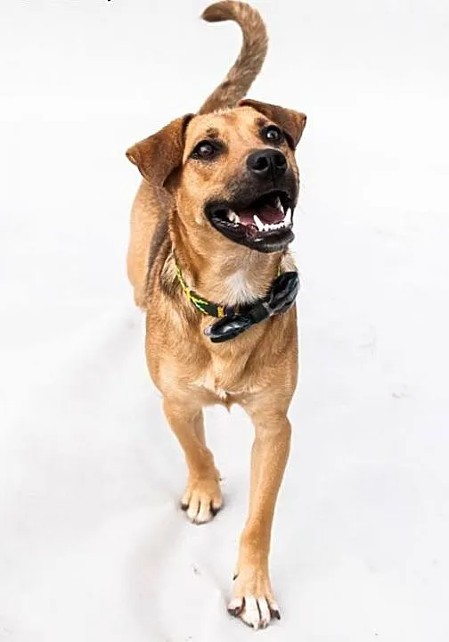 Radosny, 11 msc uśmiechnięty Pluto do adopcji!, K