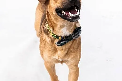 Radosny, 11 msc uśmiechnięty Pluto do adopcji!,  K