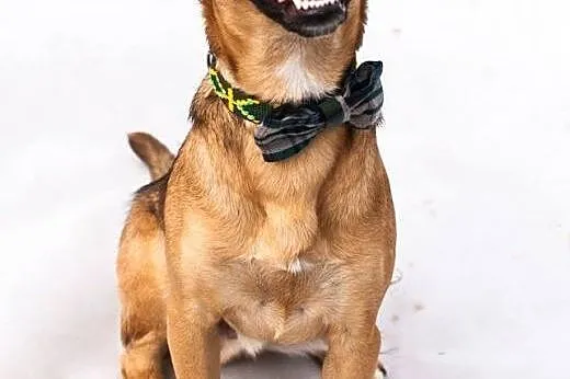 Radosny, 11 msc uśmiechnięty Pluto do adopcji!,  K