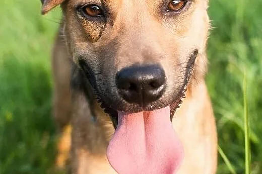 Radosny, 11 msc uśmiechnięty Pluto do adopcji!,  K