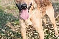 Radosny, 11 msc uśmiechnięty Pluto do adopcji!,  K