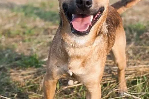 Radosny, 11 msc uśmiechnięty Pluto do adopcji!,  K