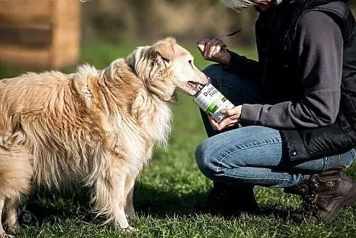 BUDYŃ - Budysiek - do pokochania cudny pysiek! ,  
