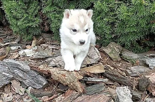 SIBERIAN HUSKY BOY