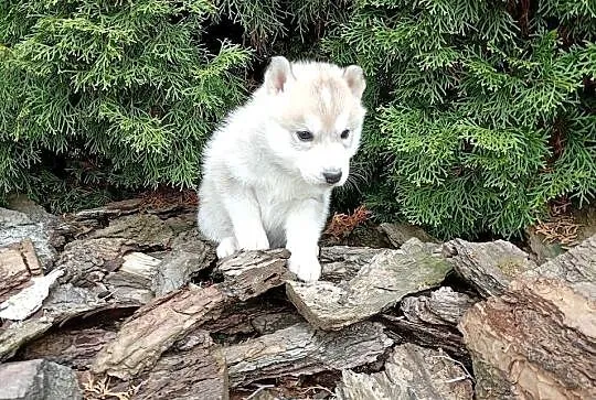 SIBERIAN HUSKY BOY, Śląskie, Racibórz