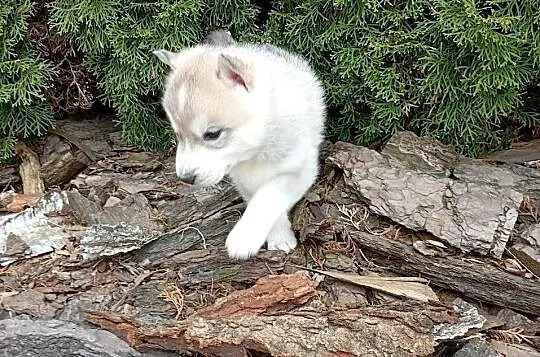 SIBERIAN HUSKY BOY, Śląskie, Racibórz