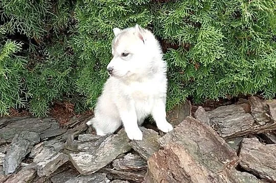 SIBERIAN HUSKY BOY, Śląskie, Racibórz