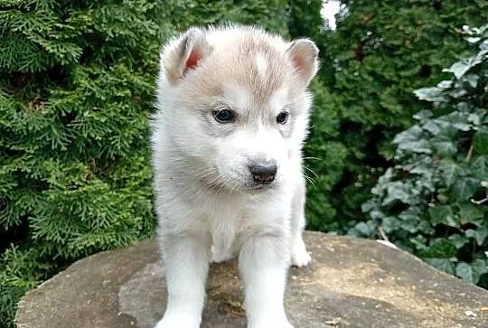 SIBERIAN HUSKY BOY, Śląskie, Racibórz