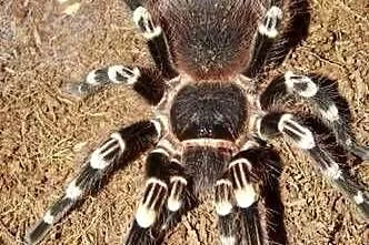 Acanthoscurria geniculata l2/3 pakiet 10