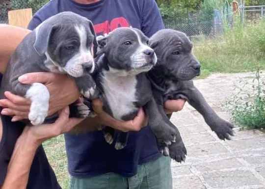 Szczenięta Amstaff Staffordshire 1❤️ i 4❤️ gotowe do odbioru!!!!!!!, Mazowieckie, Legionowo