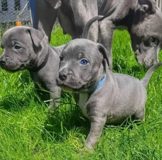 Szczenięta Amstaff Staffordshire 1❤️ i 4❤️ gotowe do odbioru!!!!!!!, Mazowieckie, Legionowo
