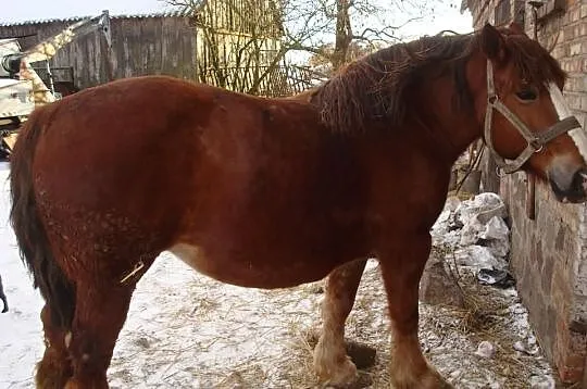 Klacz zimnokrwista źrebna