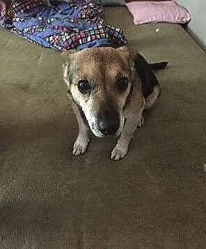 Maleńki Luis, wesoły psiak do adopcji!, Kundelki