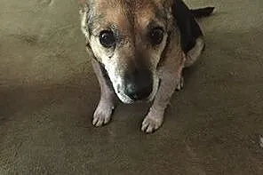 Maleńki Luis, wesoły psiak do adopcji!,  Kundelki 
