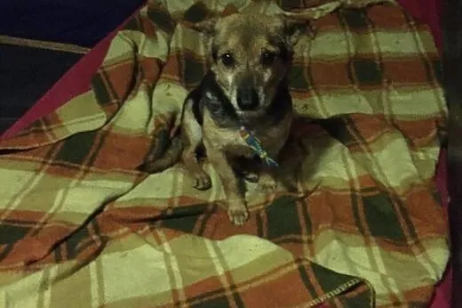 Maleńki Luis, wesoły psiak do adopcji!,  Kundelki 