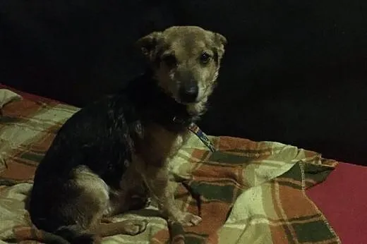 Maleńki Luis, wesoły psiak do adopcji!,  Kundelki 