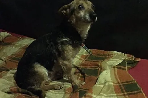 Maleńki Luis, wesoły psiak do adopcji!,  Kundelki 