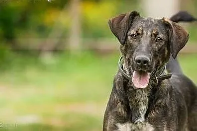 LILI - 1,5 roczna sunia już tak długo szuka domu, adoptuj!,  mazowieckie Warszawa