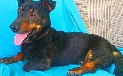 GAMBI - śmieszny, kochany psiak, mix jamnika z buldogiem do adopcji, Mazowieckie, Warszawa