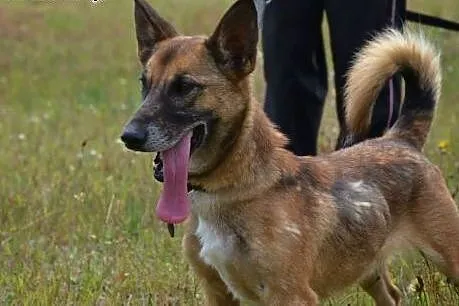 Jestem Harold i szukam domku z aktywnymi ludźmi,  