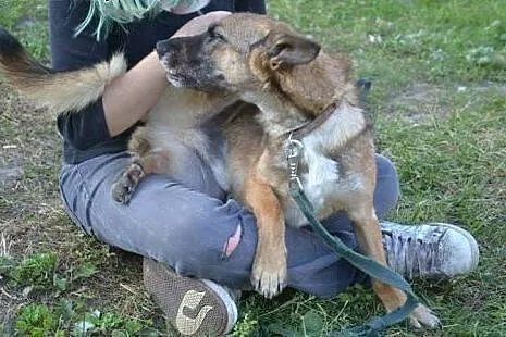 Jestem Harold i szukam domku z aktywnymi ludźmi,  