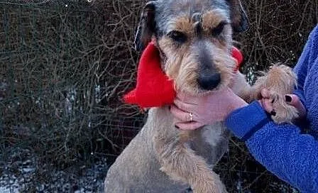 Przesympatyczny piękny sznaucerek ORI poleca się d