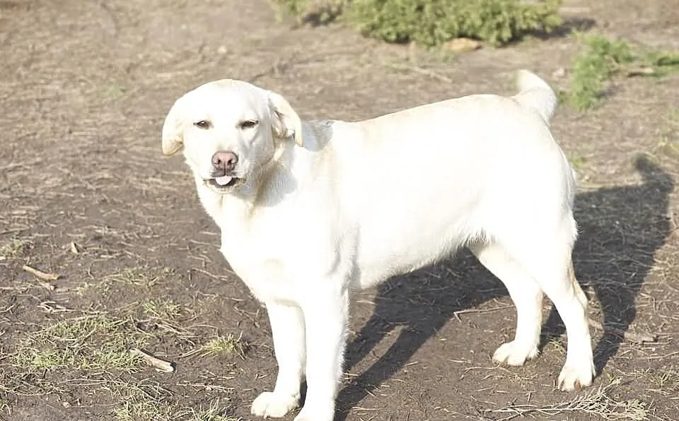 Biszkoptowa roczna sunia labrador retriever z metr