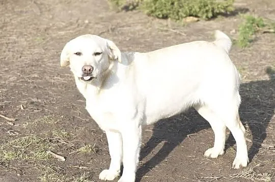 Biszkoptowa roczna sunia labrador retriever z metr