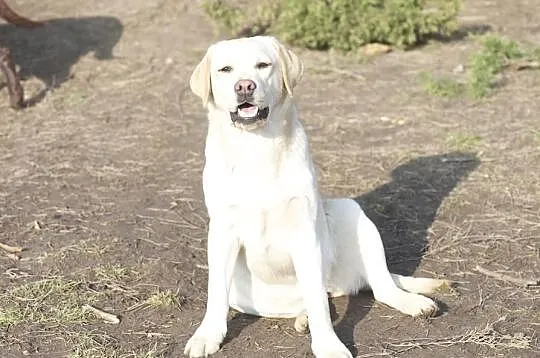 Biszkoptowa roczna sunia labrador retriever z metr