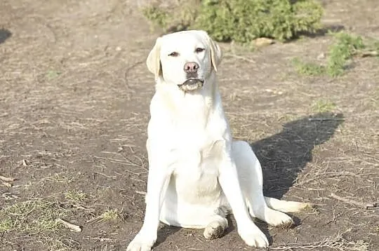 Biszkoptowa roczna sunia labrador retriever z metr