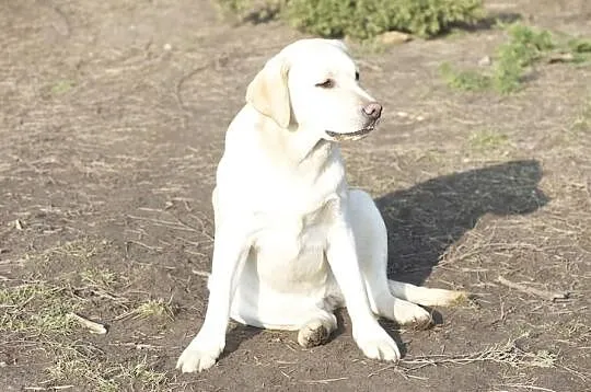 Biszkoptowa roczna sunia labrador retriever z metr
