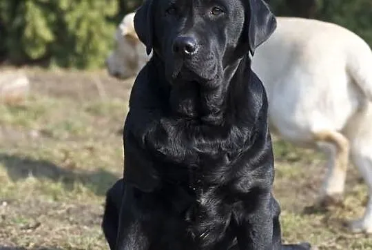 Biszkoptowa roczna sunia labrador retriever z metr