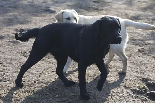 Biszkoptowa roczna sunia labrador retriever z metr
