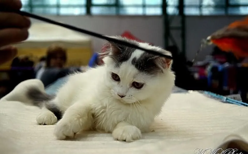 Niebieski wan długowlosy =^..^=