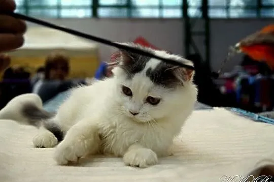 Niebieski wan długowlosy =^..^=