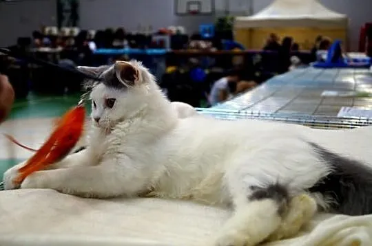 Niebieski wan długowlosy =^..^=