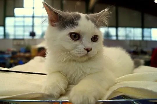 Niebieski wan długowlosy =^..^=