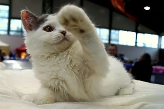 Niebieski wan długowlosy =^..^=