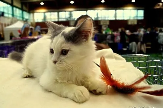 Niebieski wan długowlosy =^..^=