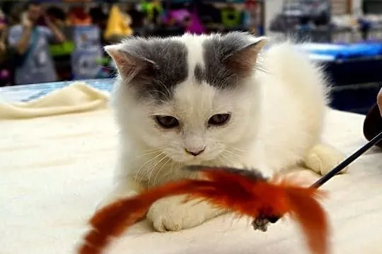 Niebieski wan długowlosy =^..^=