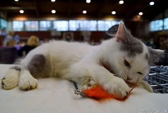 Niebieski wan długowlosy =^..^=