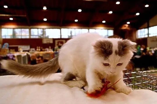 Niebieski wan długowlosy =^..^=