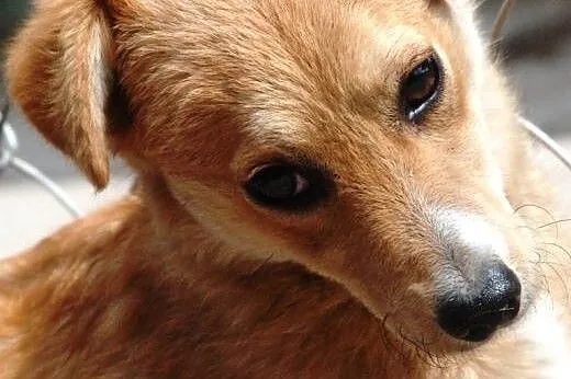 Nikusia - malutka sunia szuka spokojnego domu.Adopcja,  małopolskie Kraków