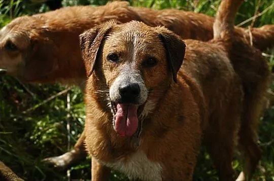 Duża, posłuszna i energiczna - Saba do adopcji!