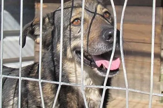Grey - średni przyjacielski psiak do adopcji,  ślą