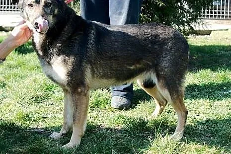 Grey - średni przyjacielski psiak do adopcji,  ślą